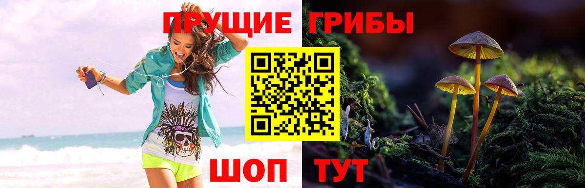 Псилоцибиновые грибы Psilocybine cubensis Якутск